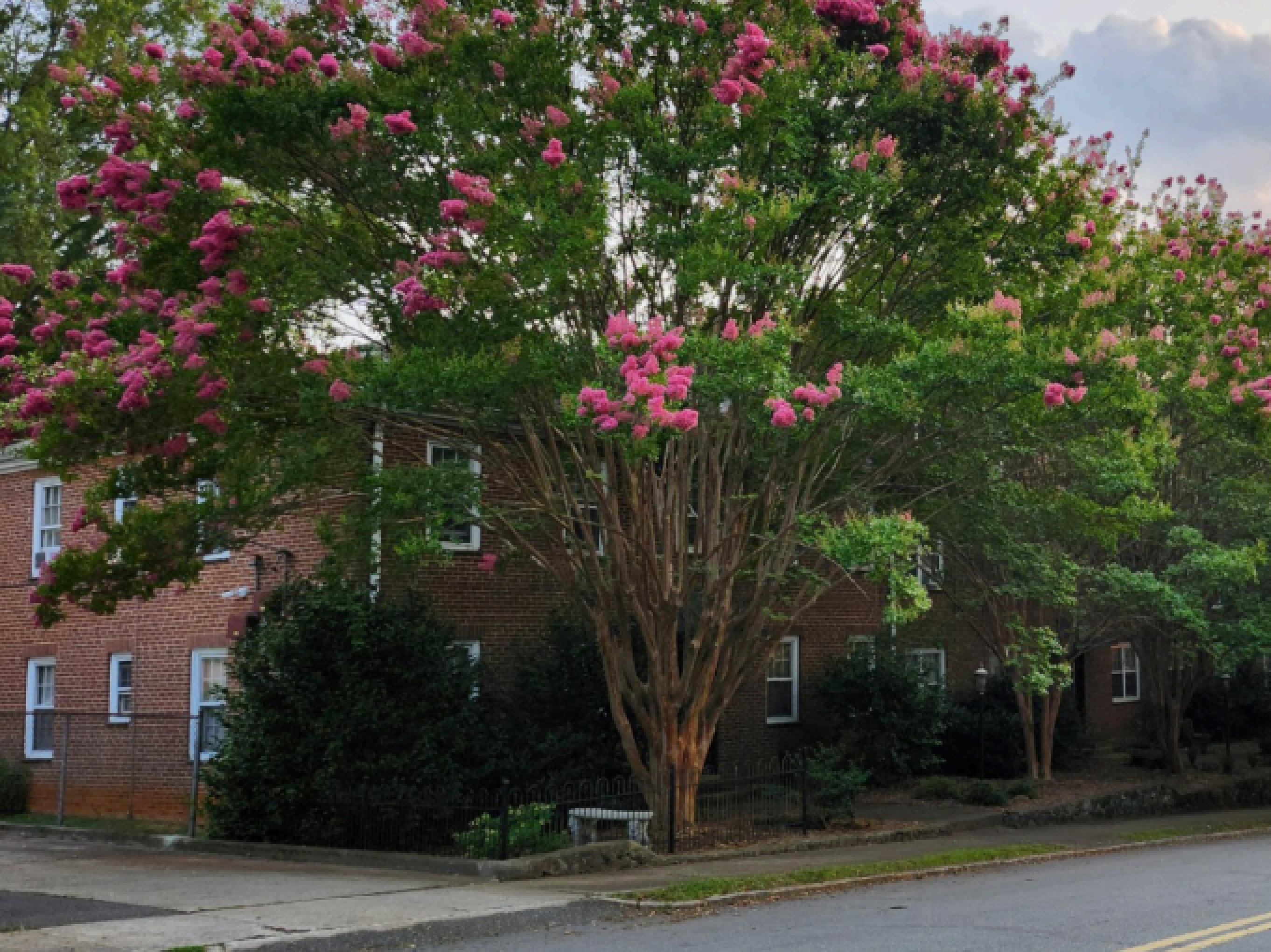 Crepe myrtles lining the apartment exterior